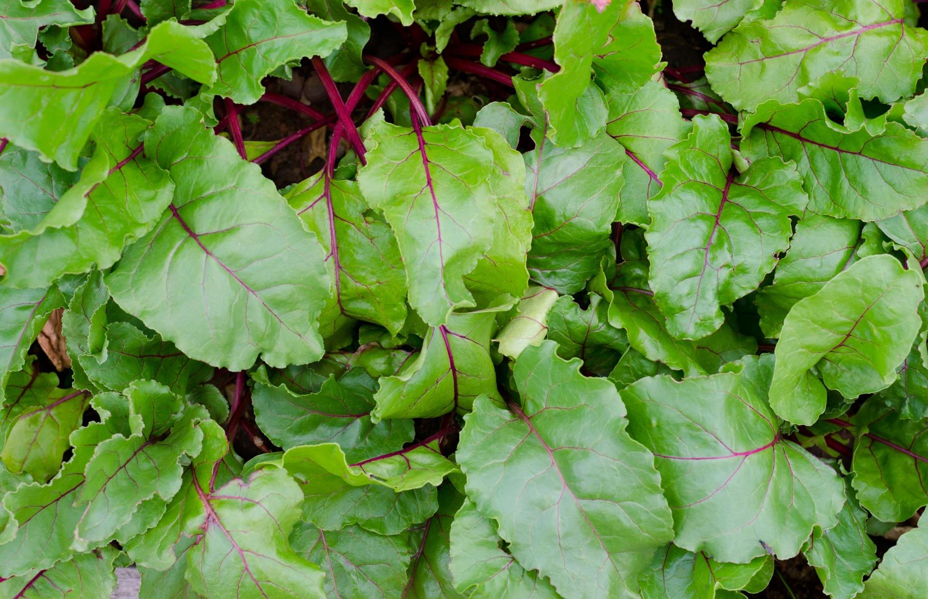 20. Beetroot greens