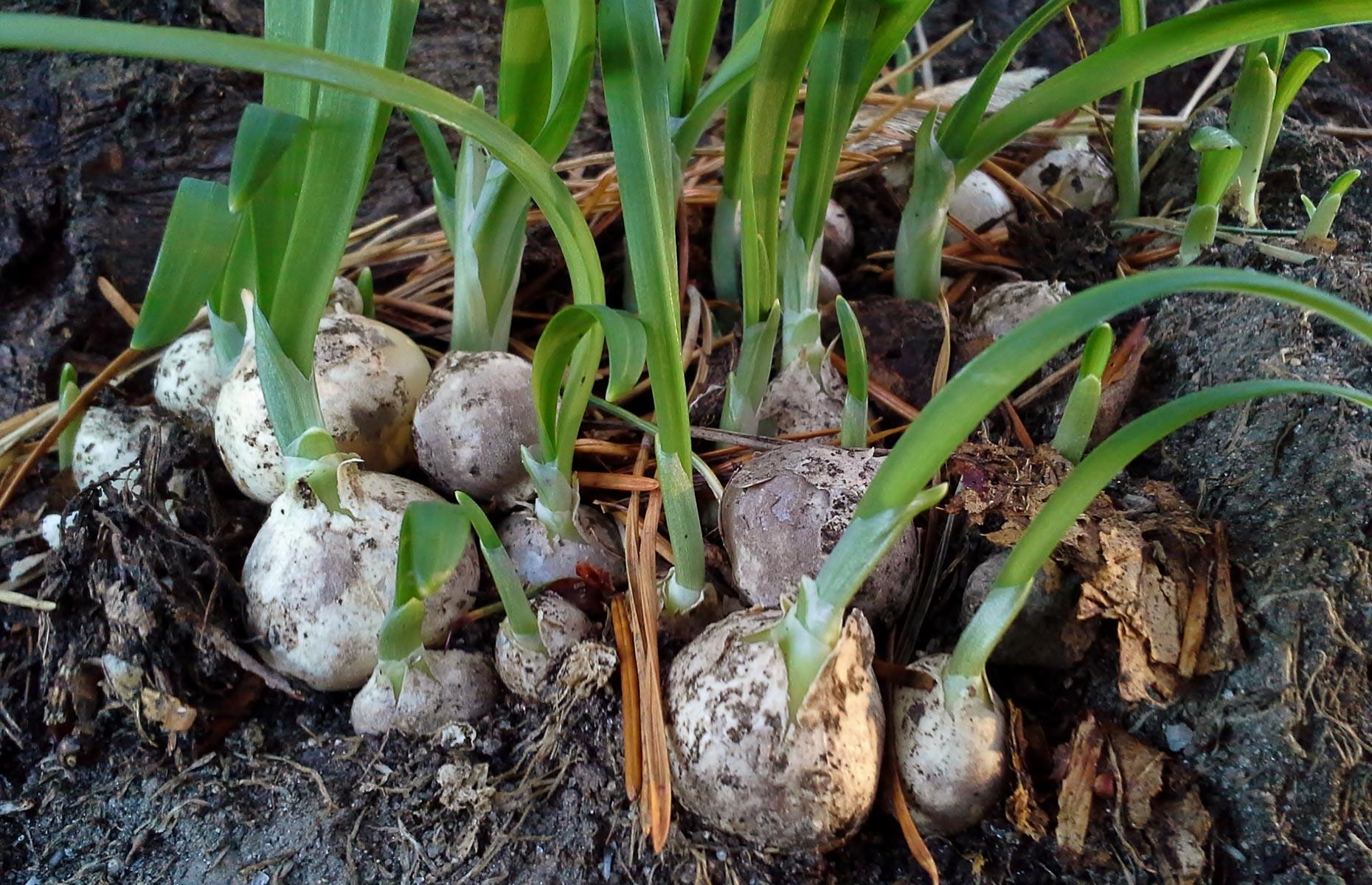 How to stop three-cornered garlic causing harm