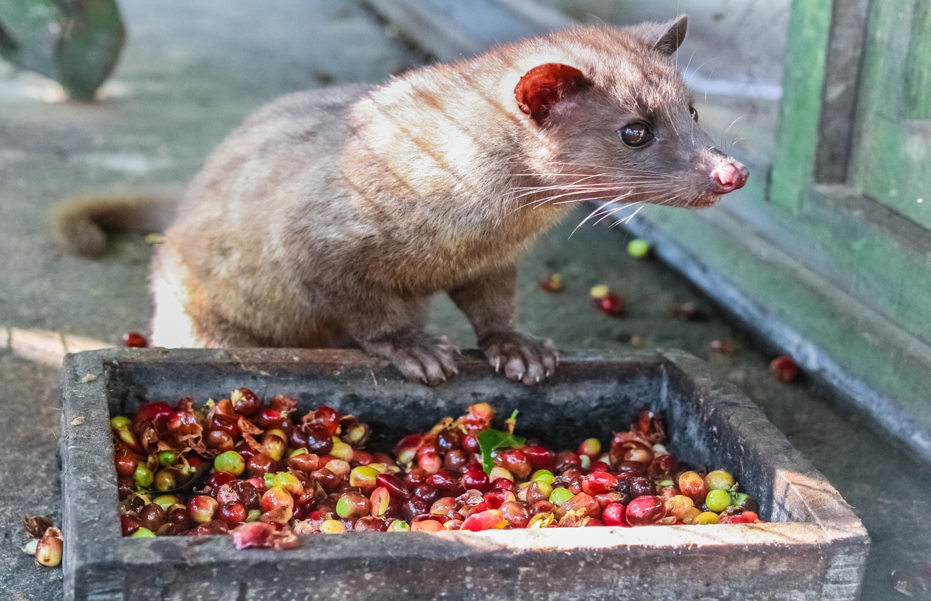 Kopi luwak