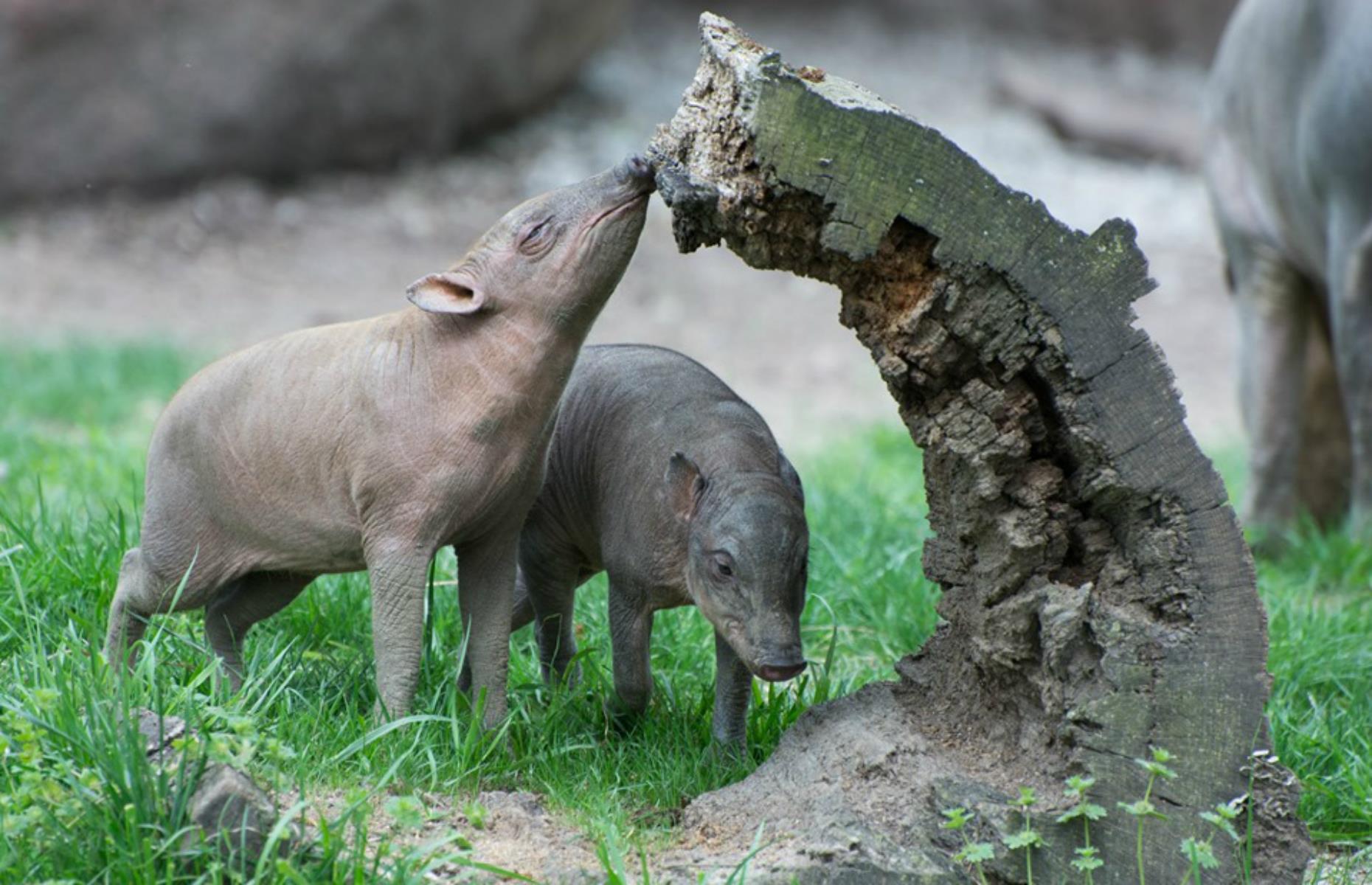 Saint Louis Zoo, St. Louis, Missouri