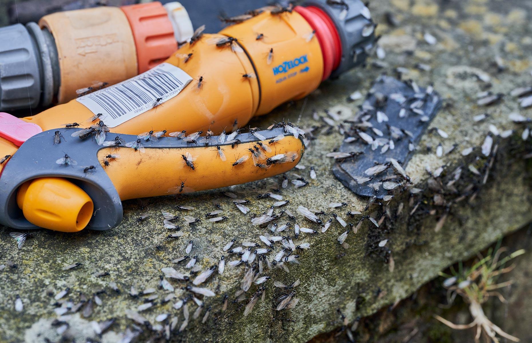 Flying ants: treatment