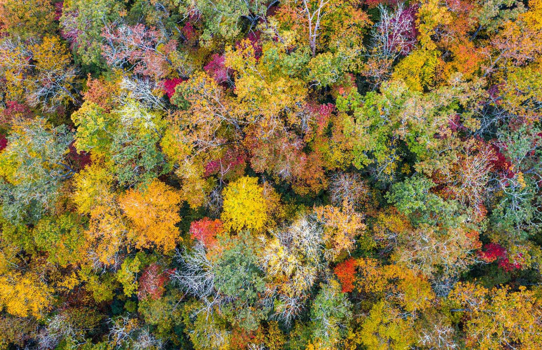 13. Pisgah National Forest, North Carolina