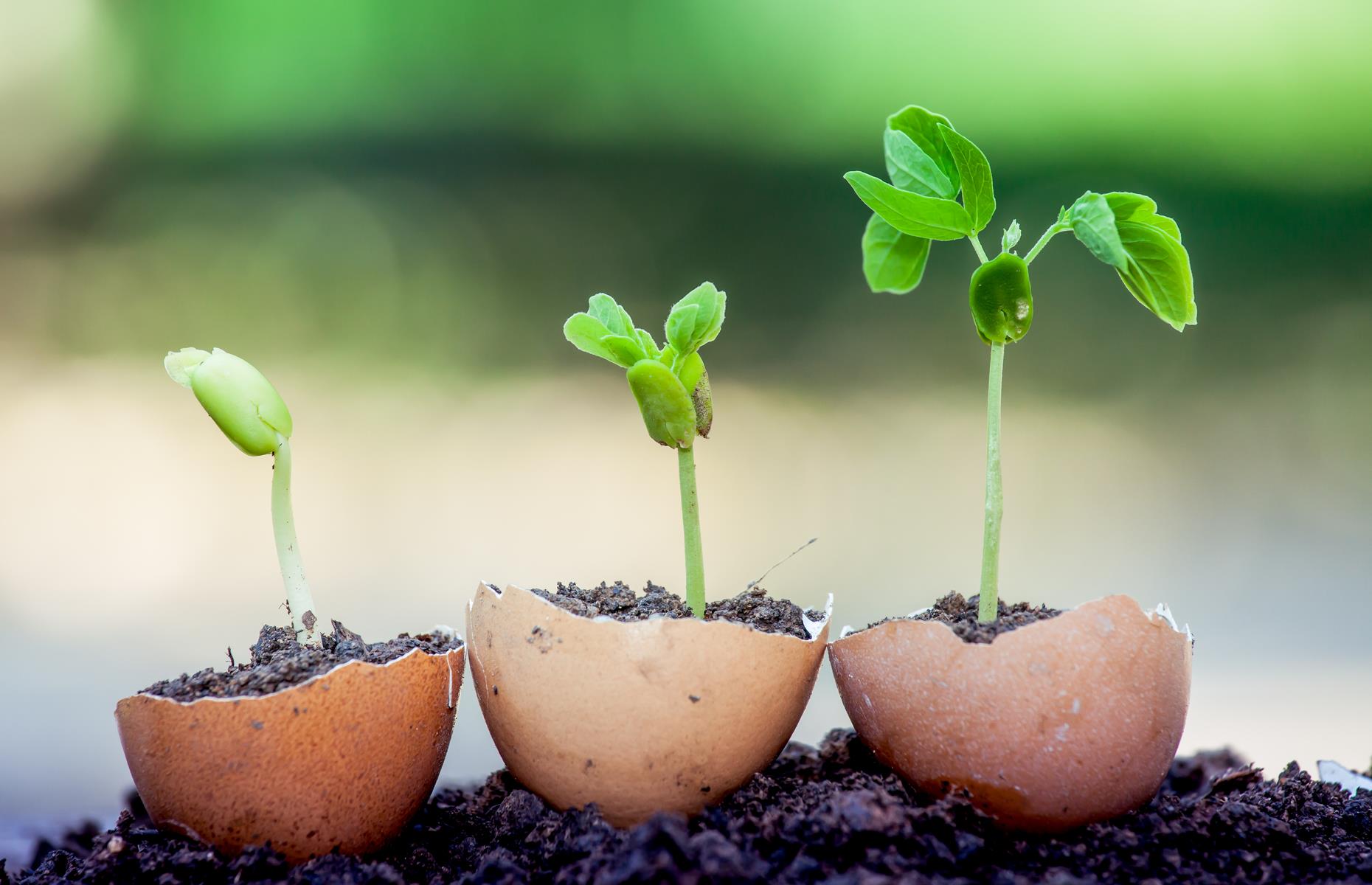 Plant seedlings in eggshells