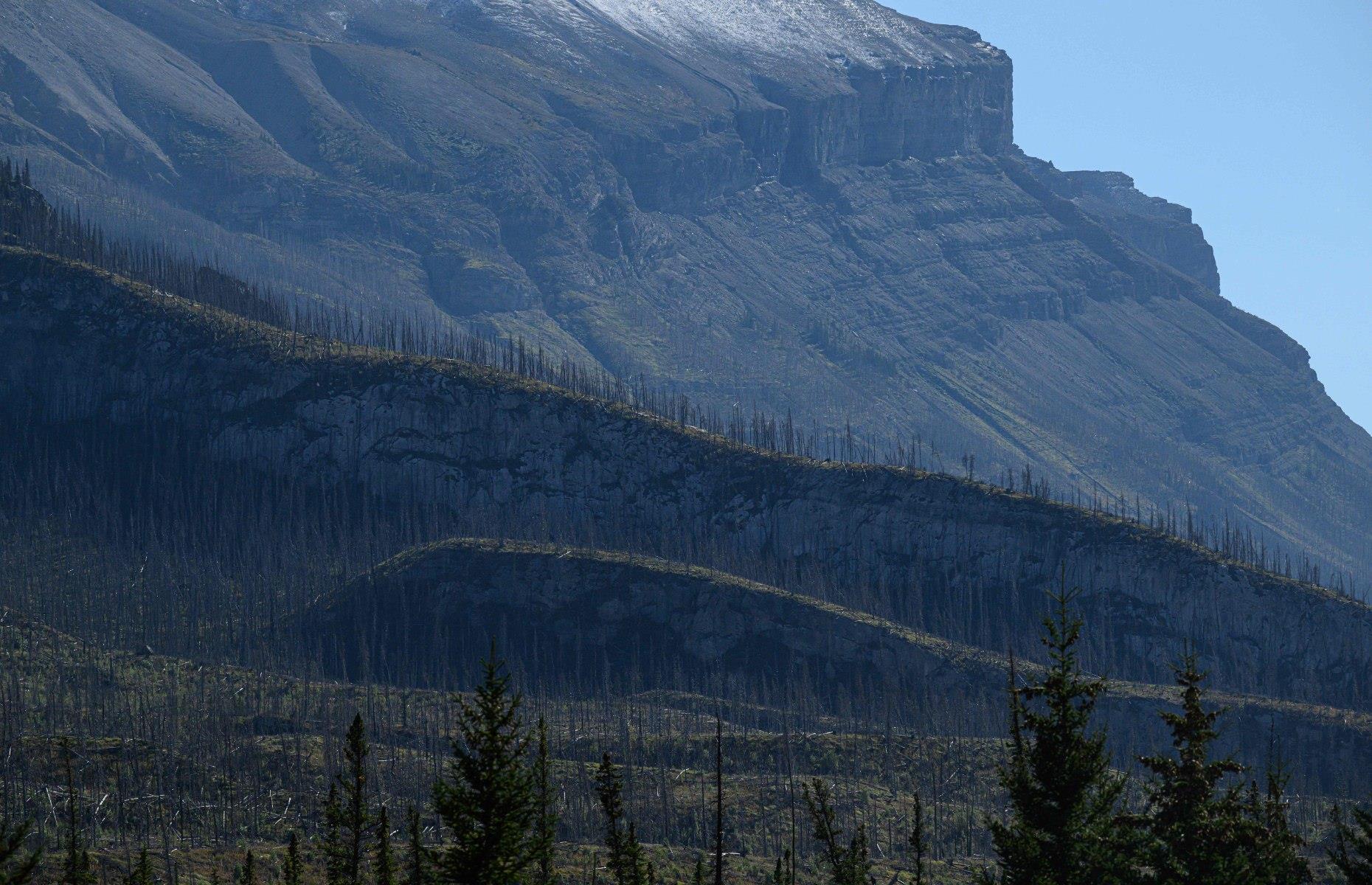 Boreal forest, Alberta