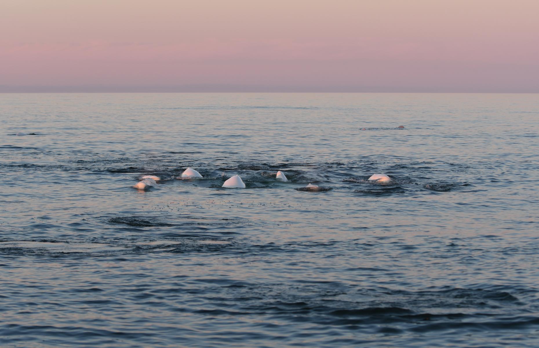 Observe beluga whales in Arctic Canada