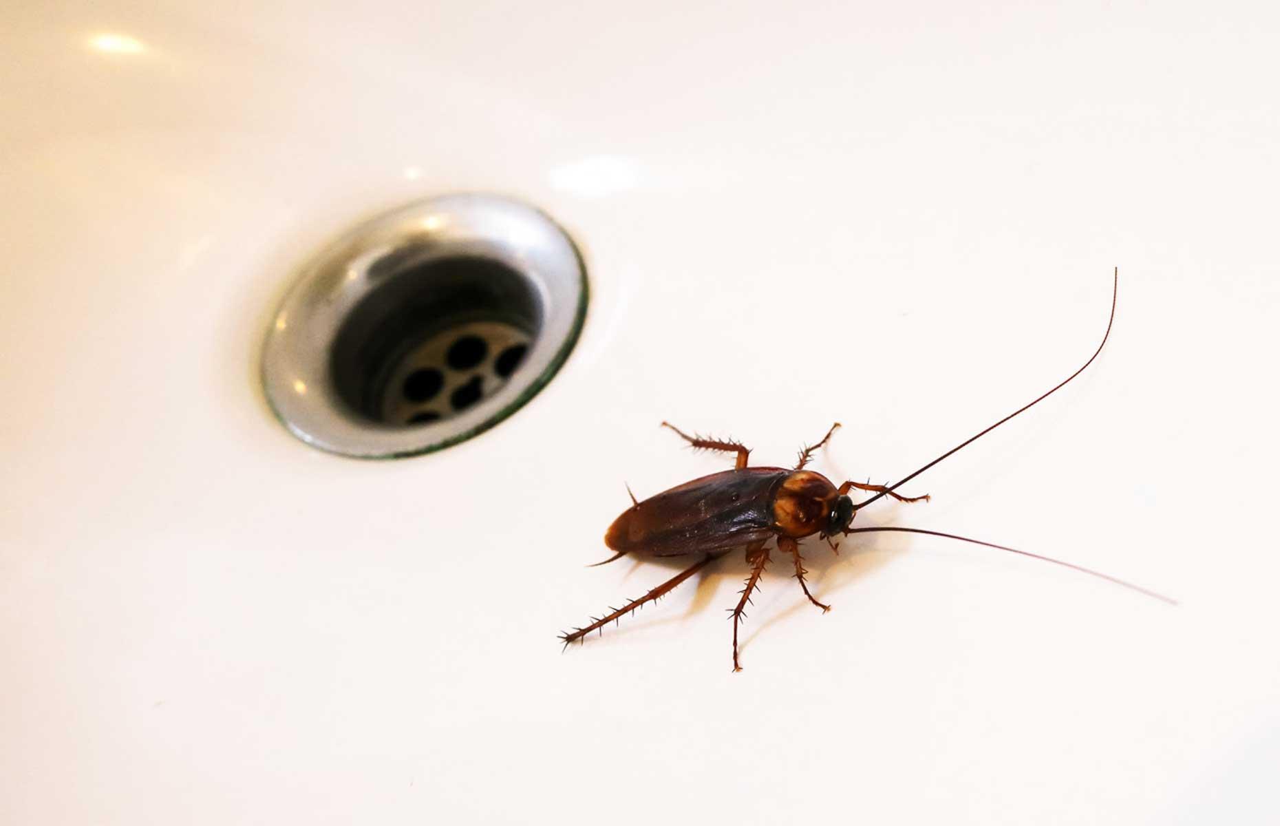 Summer pest: cockroaches