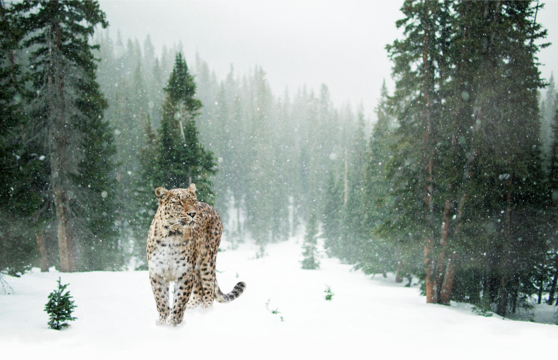 Track snow leopards in the Himalayas