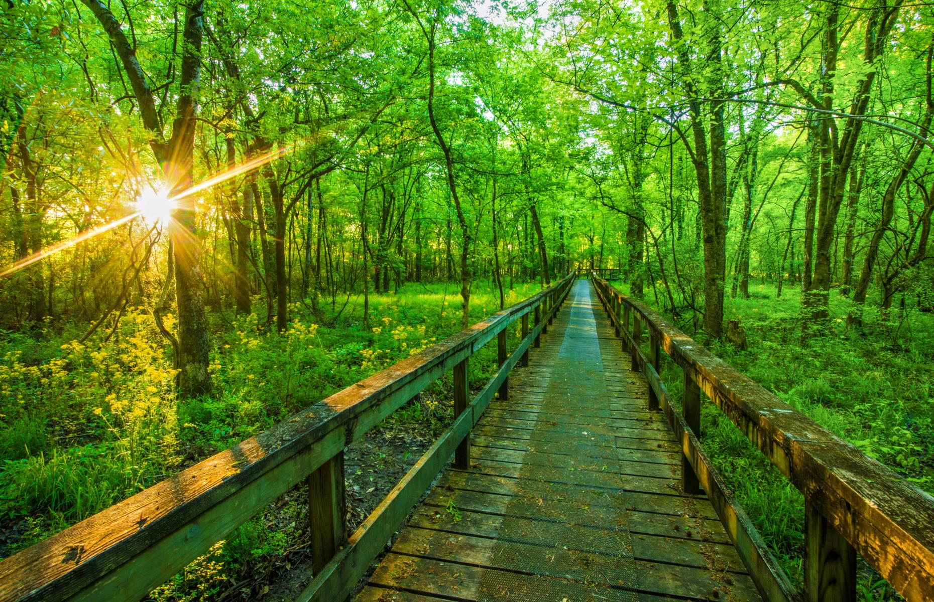 Natchez Trace Trail