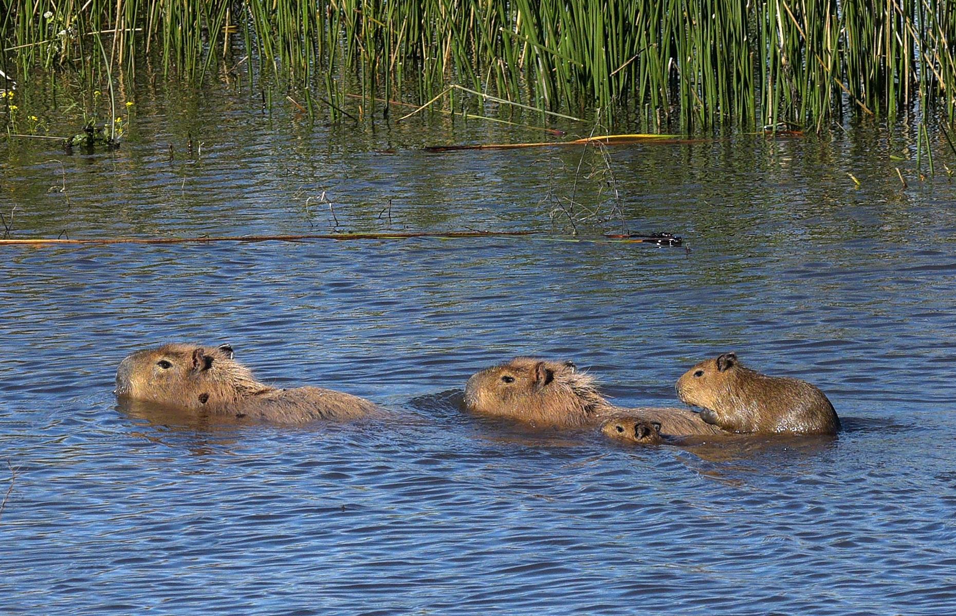 Capybaras take a morning swim in Mar del Plata, Argentina