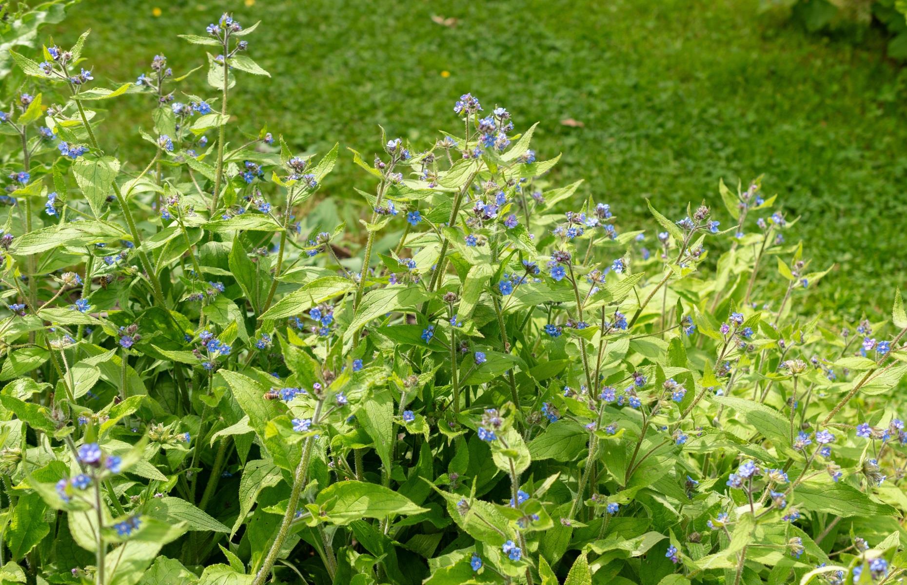 Green alkanet (Pentaglottis sempervirens)