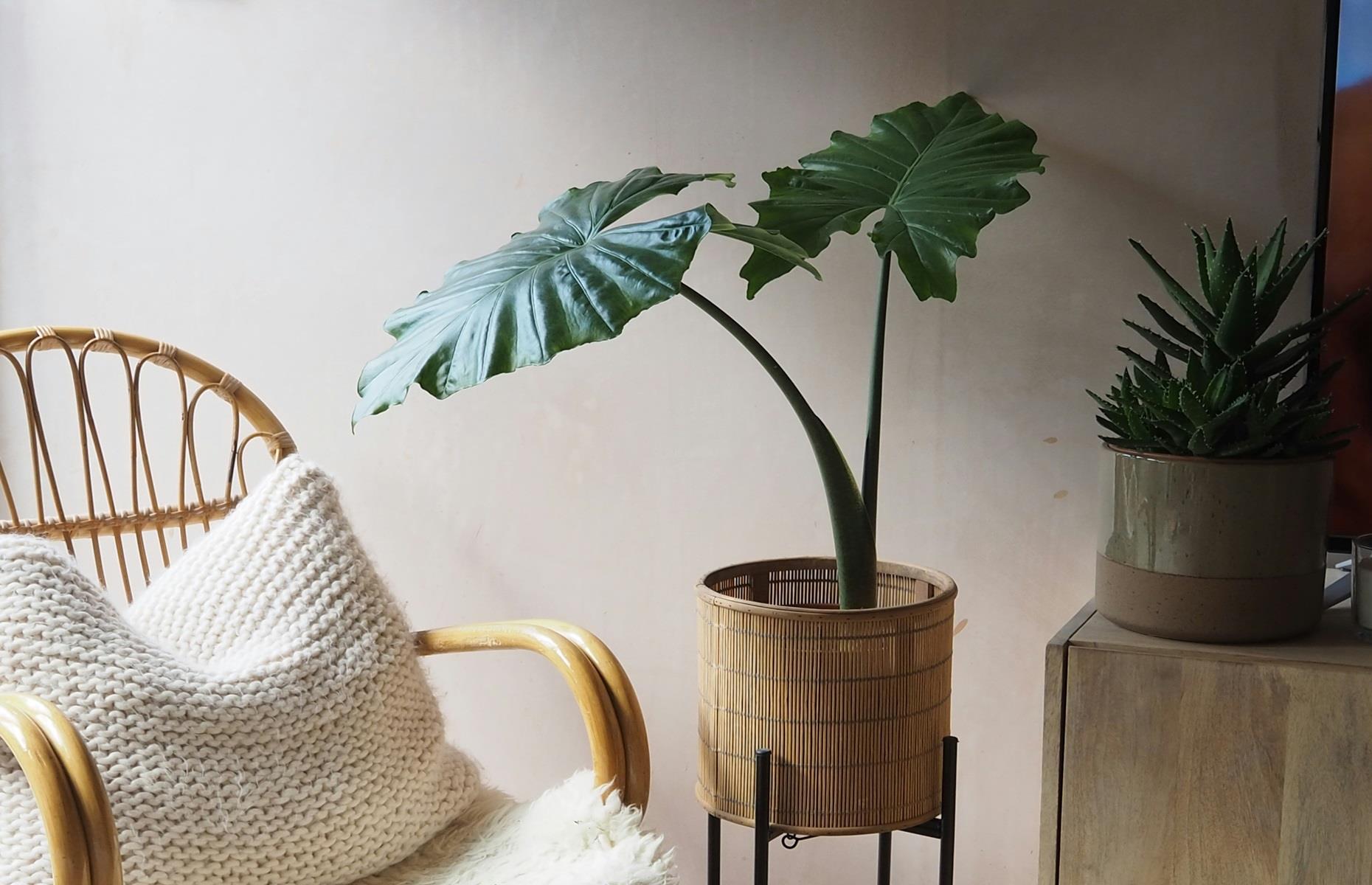 Plantas y flores tóxicas