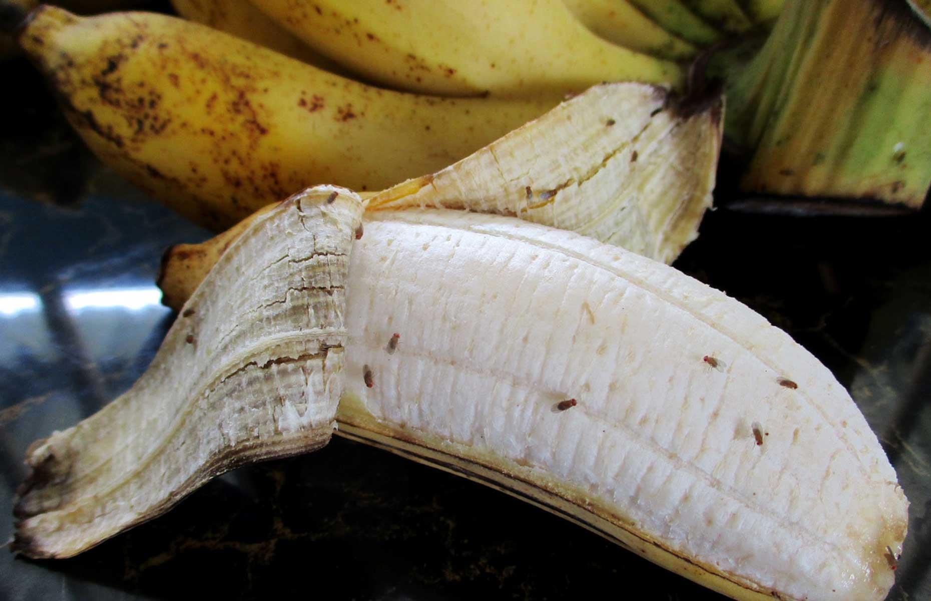Summer pest: fruit flies