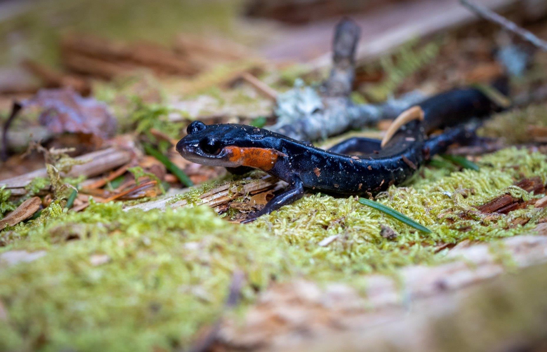 The Smokies are considered the world’s salamander capital