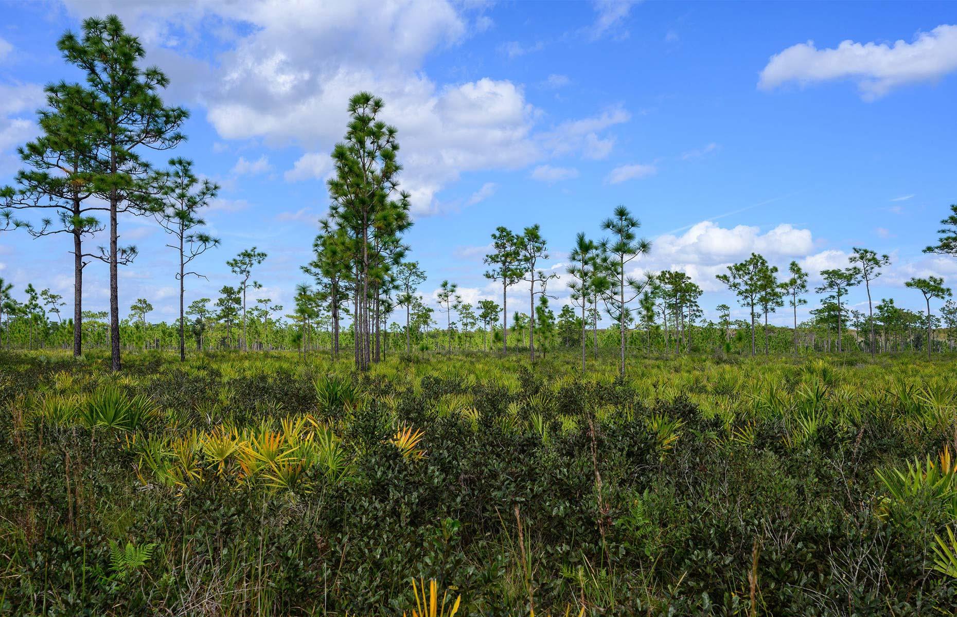 12: Disney Wilderness Preserve, Poinciana