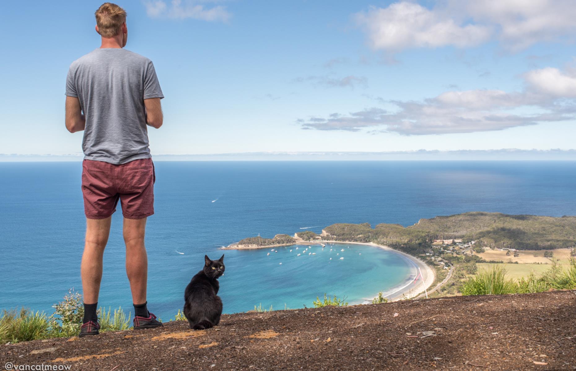 Willow the Travelling Cat