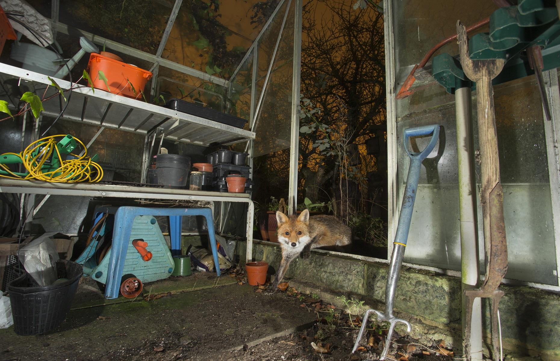 How to get rid of foxes legally