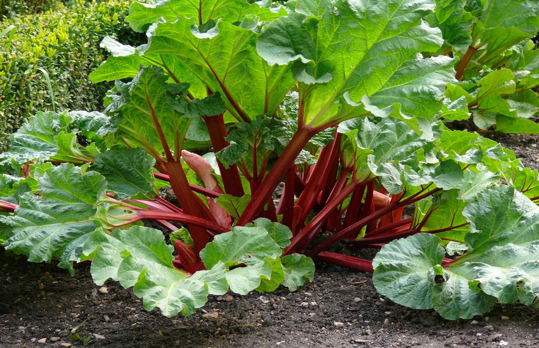 Rhubarb (Rheum rhabarbarum)