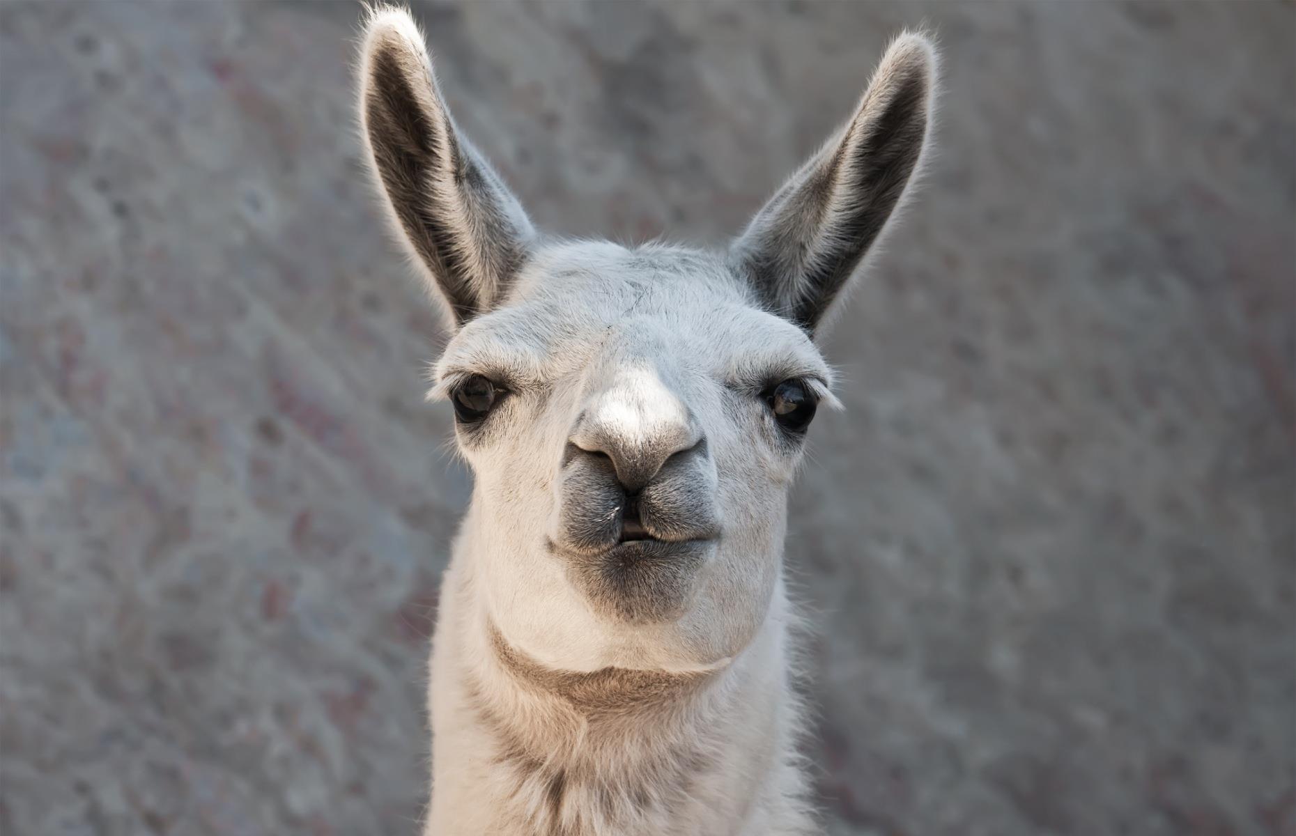 You can even hike with llamas