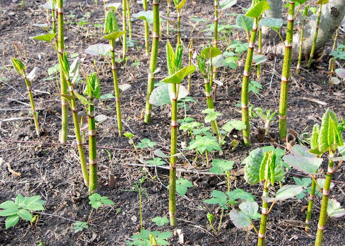 Japanese Knotweed Removal Identification And Treatment