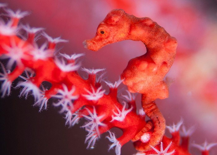 Revealed: mysterious ocean creatures lurking beneath the surface