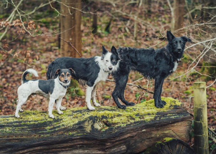 Adorable animal photos that will brighten up your day