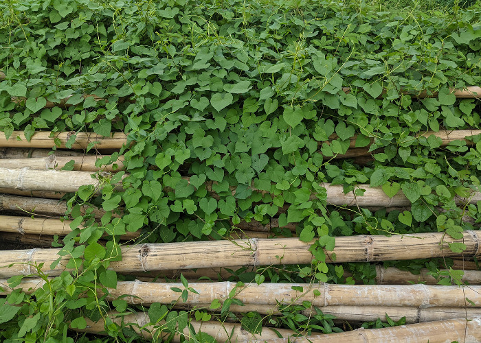 japanese knotweed