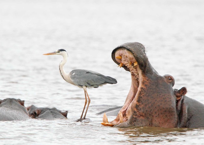 Fotowettbewerb: Dies sind die lustigsten Tierbilder der Welt