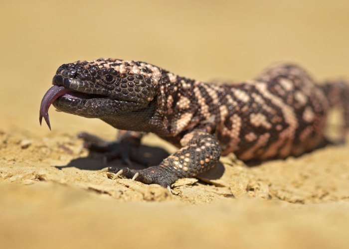 America's most dangerous wild animals