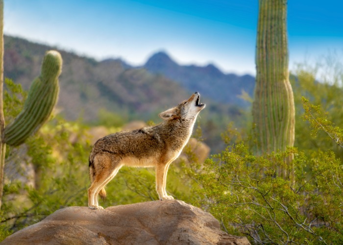 These Are the Most DANGEROUS Animals in the USA