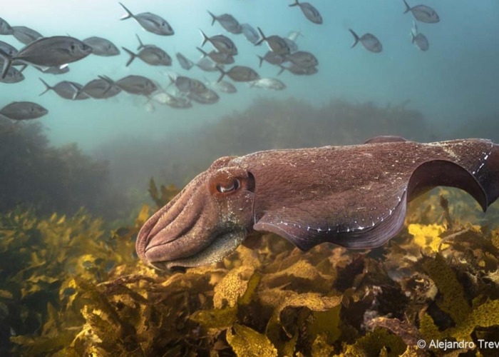 Award-Winning Pics Of Australia's Weird And Wonderful Wildlife