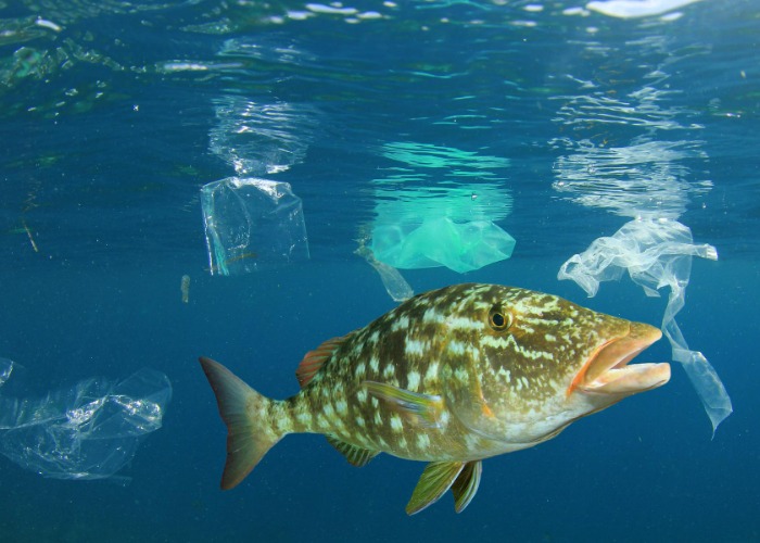 What Plastic Is Really Doing To Our Oceans: The SHOCKING Truth