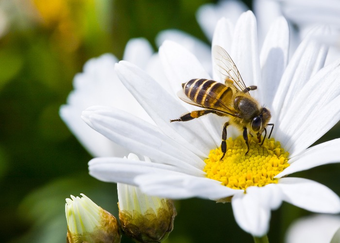 Quarantine activity: Plant a garden that helps support bees