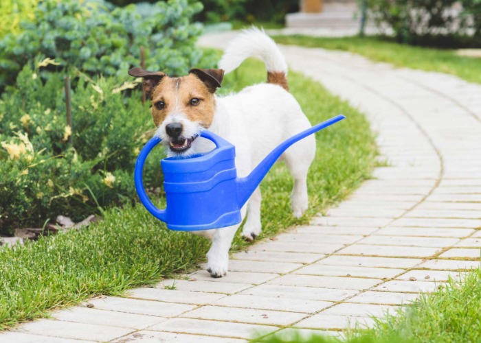 32 gardening disasters – and the simple ways you can fix them