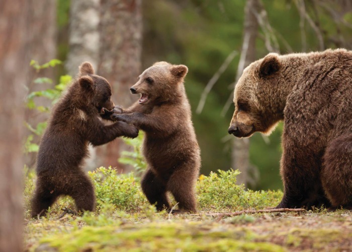 19 facts you probably didn't know about bears