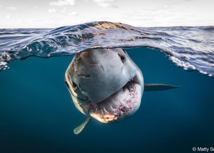 Award-Winning Pics Of Australia's Weird And Wonderful Wildlife