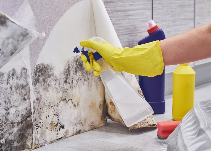 How to get rid of mould and damp