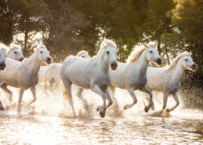 very french trip white horse