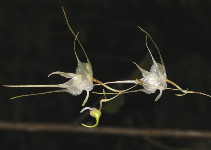 Amazing NEW Plants That Have Only Just Been Discovered