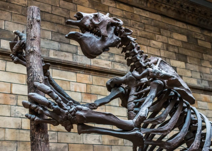 Incredible Extinct Animals That Once Roamed The United States