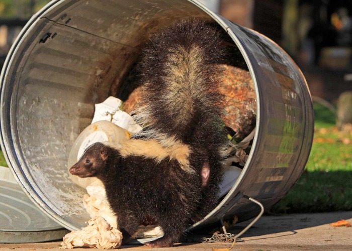 13 protected American animals you might find around your home
