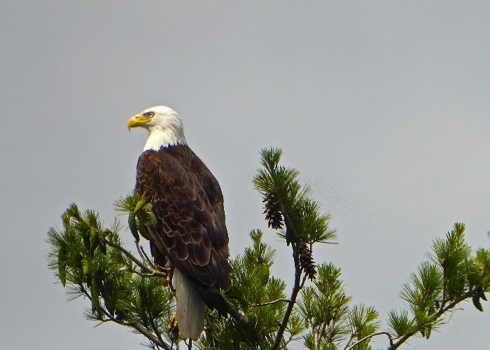 Back To Nature Amazing Animal Encounters In Every State 