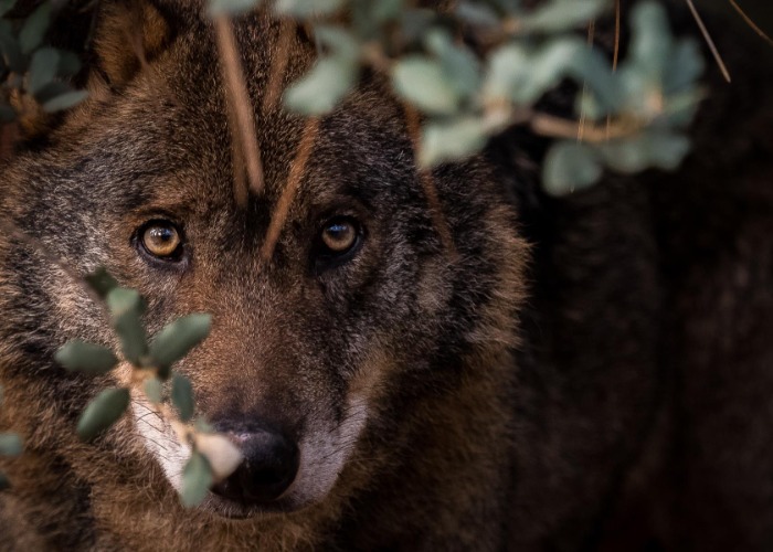 Unforgettable wildlife experiences everyone should try at least once