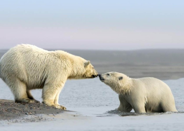 See the incredible animals inside America's national parks