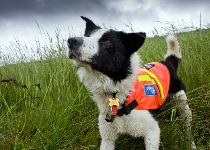 The adorable animals working behind the scenes on your holiday ...