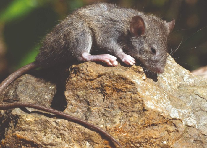 19 awesome animal species we've only just discovered