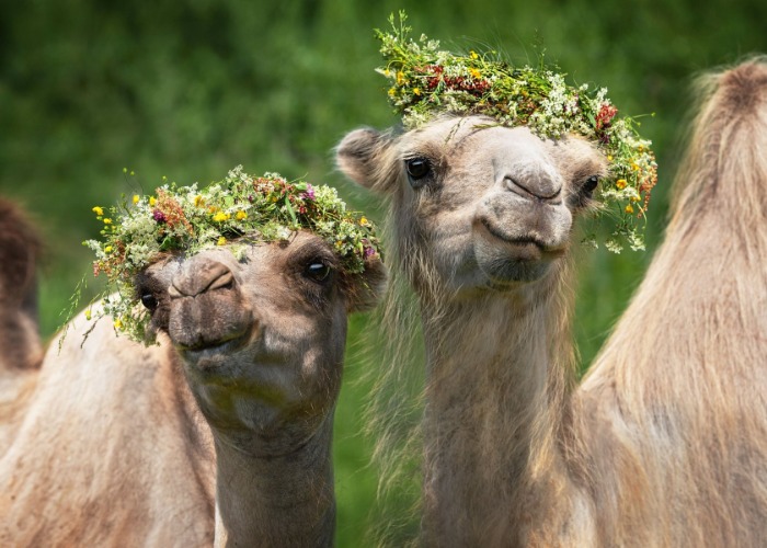 Die 49 witzigsten Tierfotos, die Ihnen ein Lächeln ins Gesicht zaubern