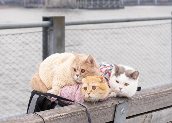 Revealed: The Famous Pampered Pets Travelling The World In Style