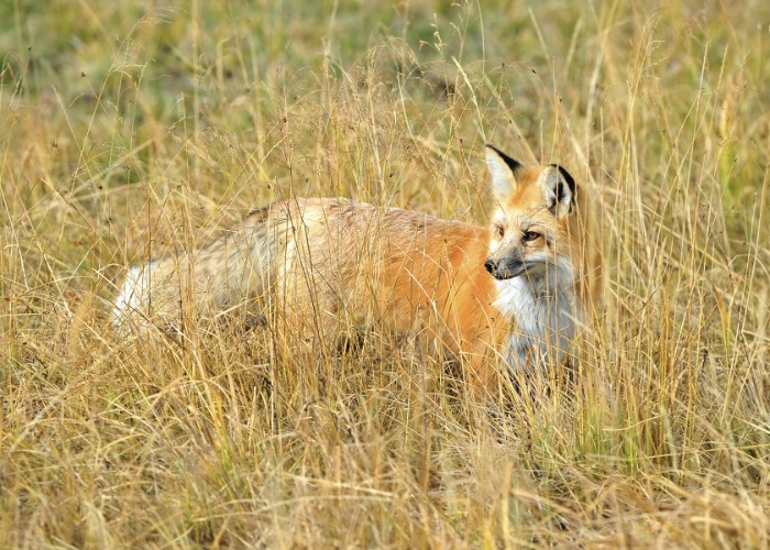 North America's rarest wildlife, where to find it