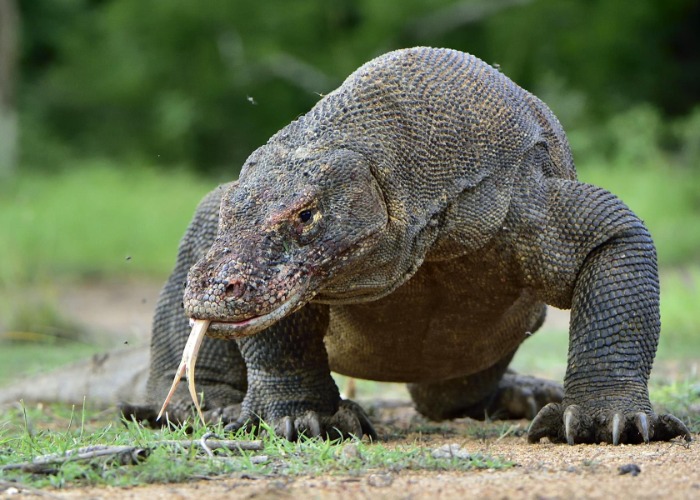 The world's deadliest animals might surprise you