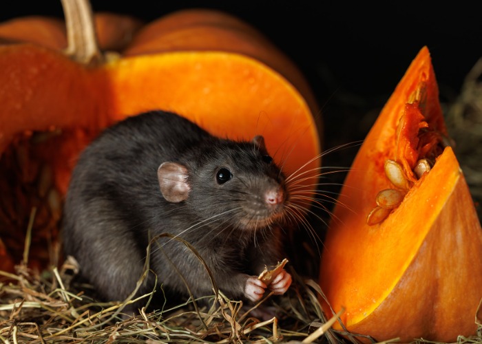 13 horrific household pests you don’t want moving in